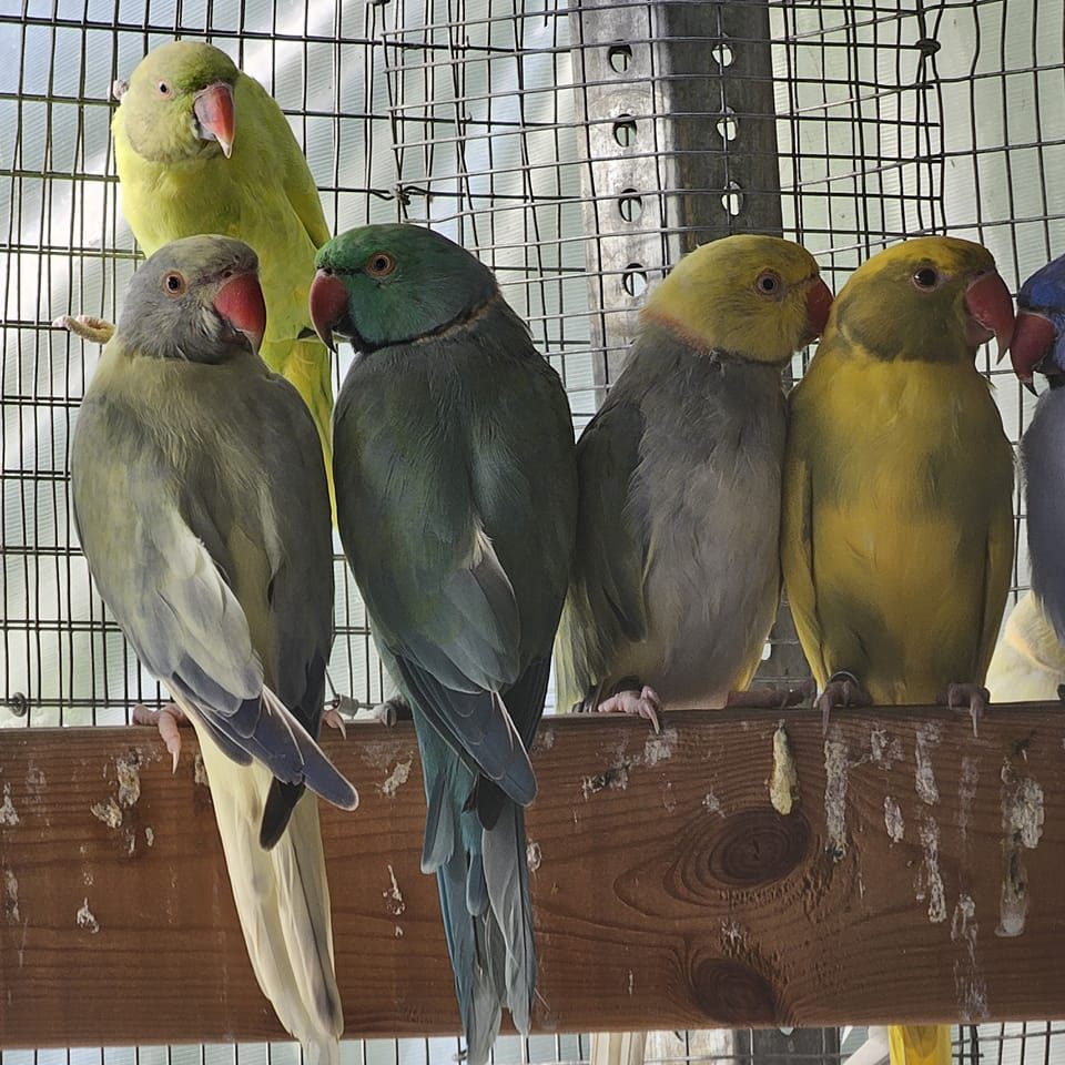 Feathered Friends