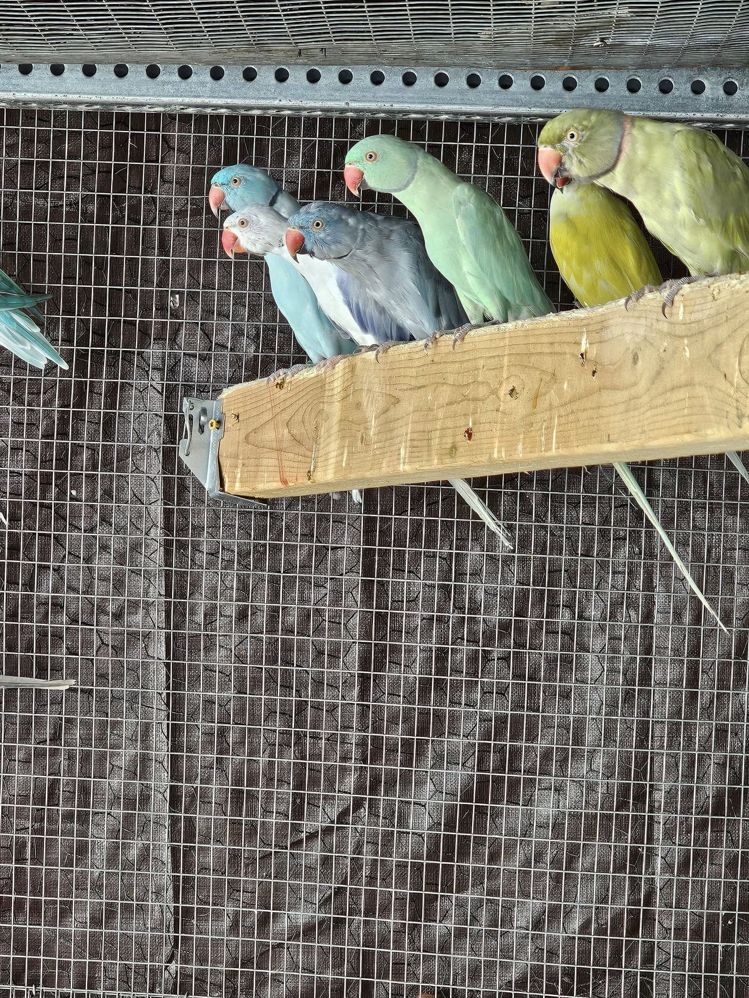 The Ringneck
