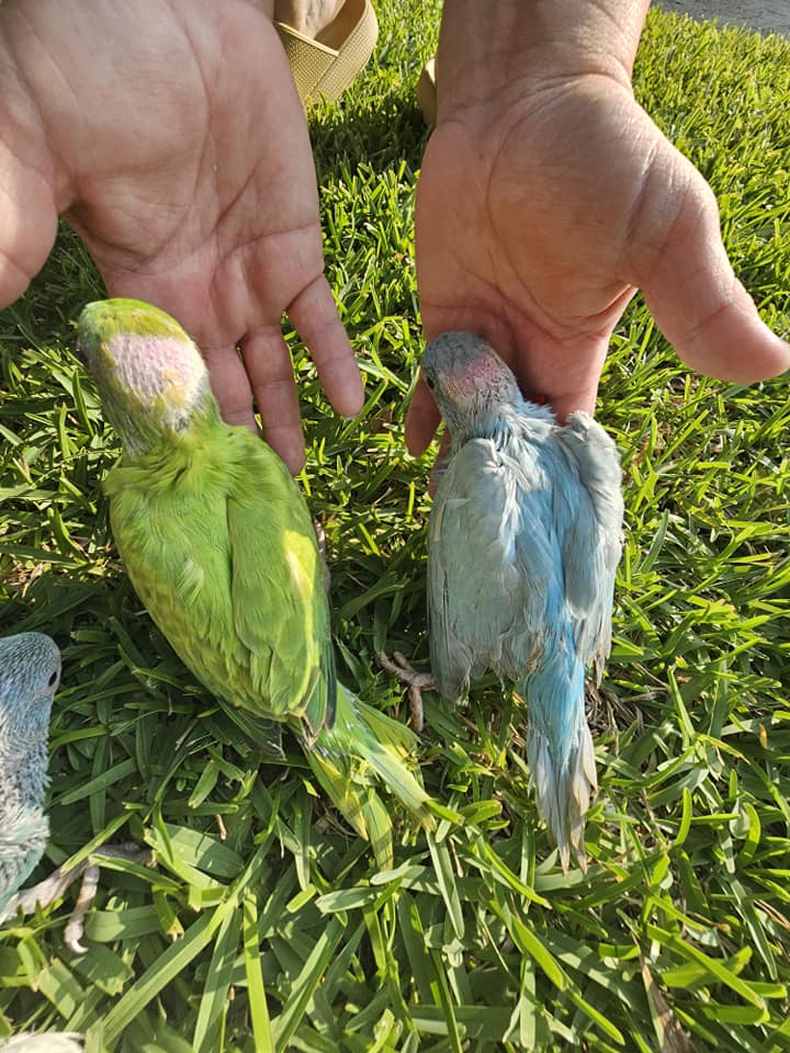 Greens and Blues