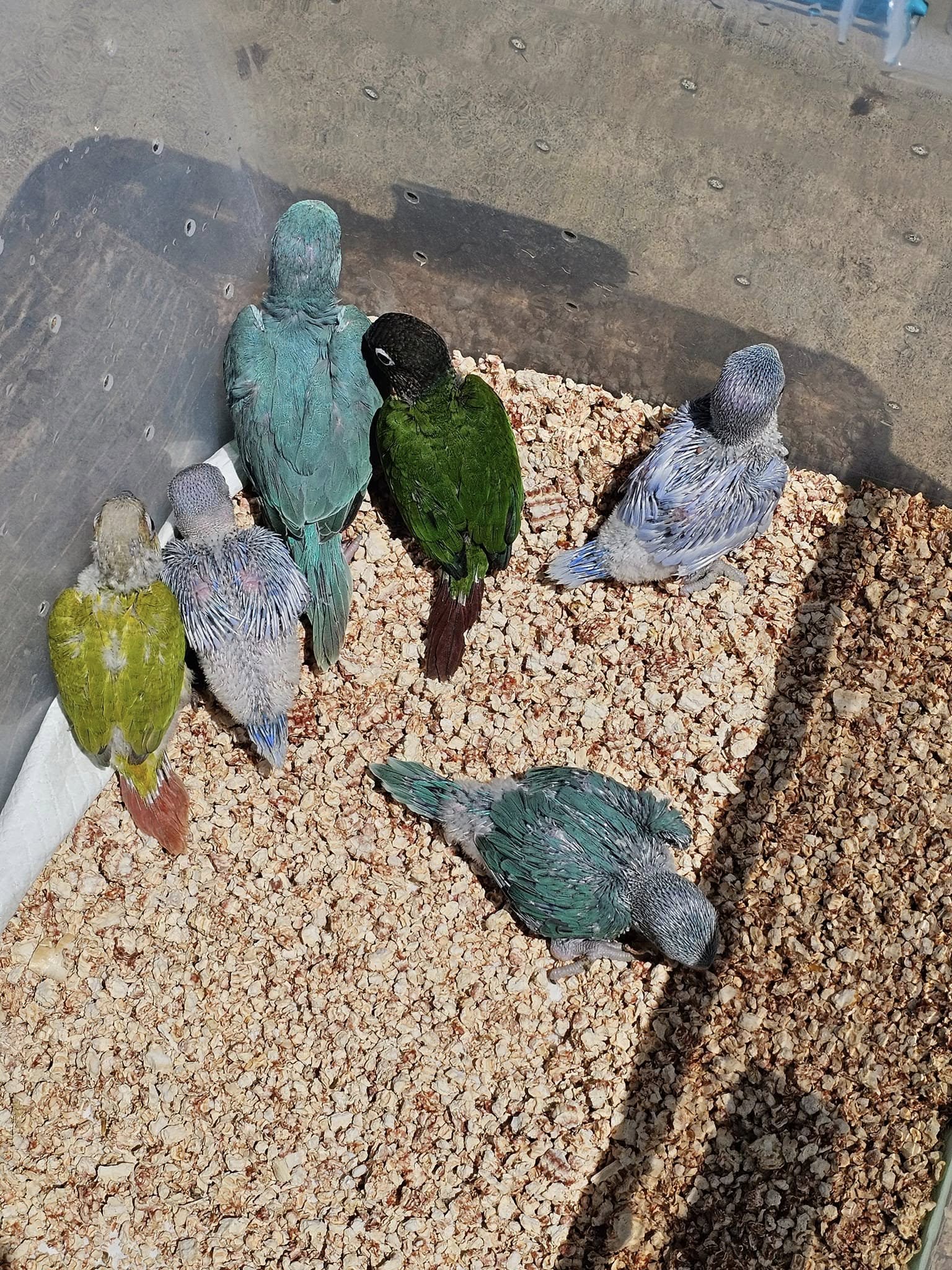 Cockatiel