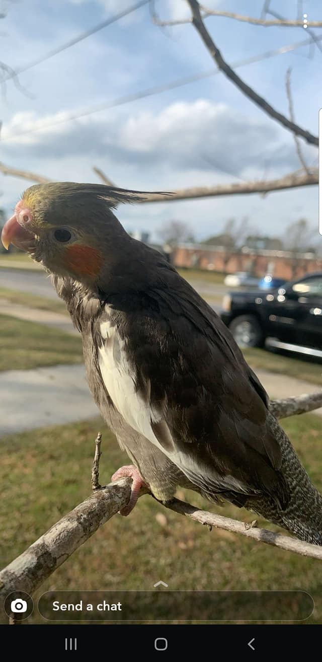 Indian Ringneck