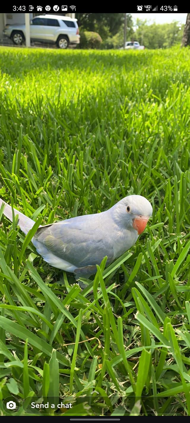 IRN on grass